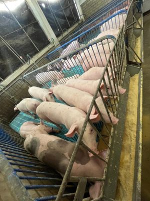 Aditivo en base a extracto de algas marinas para alimentación porcinos 2