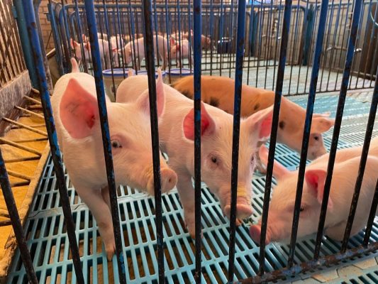 Aditivo en base a extracto de algas marinas para alimentación porcinos 3