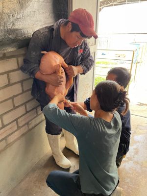 Aditivo en base a extracto de algas marinas para alimentación porcinos 4