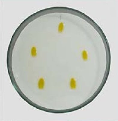 Laboratorio de Microbiologia 2