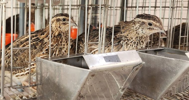 aves-1
