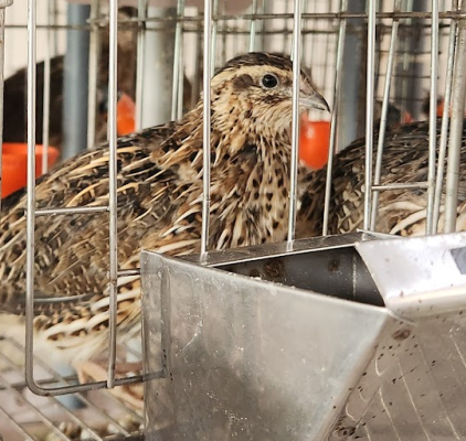 aves-2
